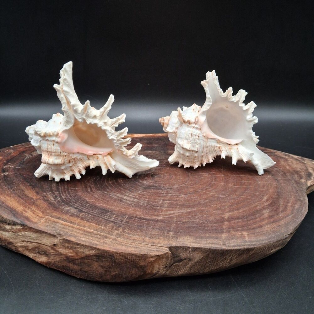 Natural Murex Sea Shell Specimen Lot of 2 Decorative Coastal Conch 4" & 4.5"